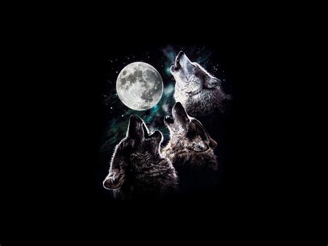 3 Wolf Moon Howling Moon Night Sky Stars Three Trio Wolves Hd Wallpaper