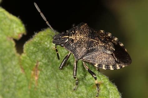 Types Of Stink Bugs Field Guide Names And Photos Outforia