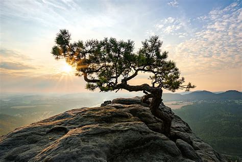 Hd Wallpaper Green Leaf Tree On Top Of Mountains Under Calm Sky During