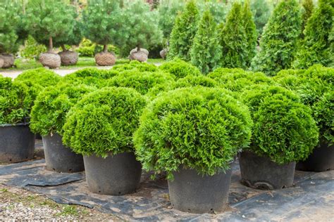 Types Of Evergreen Trees That Will Leave You Wonder Struck