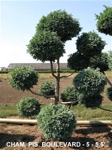 Shop quality real topiary trees including ball, pom pon, cone & spiral to make your home beautiful. Live Topiary Trees | Real Topiary Plants | Tall Ball, Pom ...