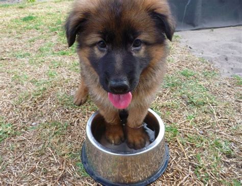 See more ideas about american alsatian, alsatian, alsatian dog. 17 Times German Shepherd Puppies Proved They're The Best
