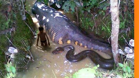 Conheça A Gigante Anaconda Ou Sucuri Brasileira Youtube