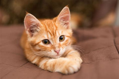 The best name for females should suit her personality and her overall appearance. Kawaii Neko: 100 Cute Japanese Cat Names With Their ...