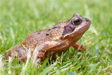 How To Get Rid Of Frogs In The Garden Homeowners Guide Bob Vila