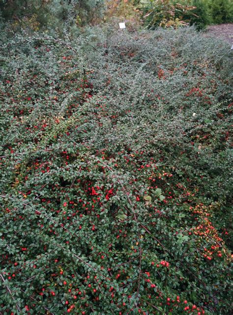 Cotoneaster Dammeri ‘lowfast Trees And Shrubs 2