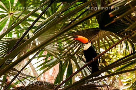 オニオオハシ（カラフルな南国の鳥）の写真素材 [212471491] イメージマート