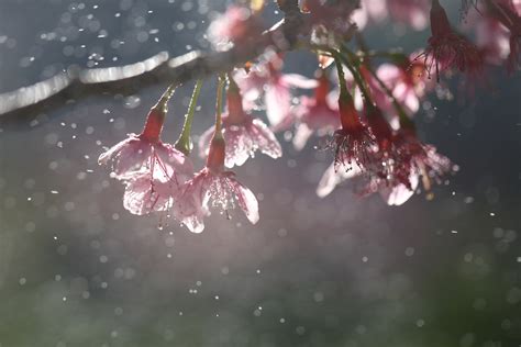 Cherry Blossom Pink Sakura Flower With Water Drop By Oran Tantapakul