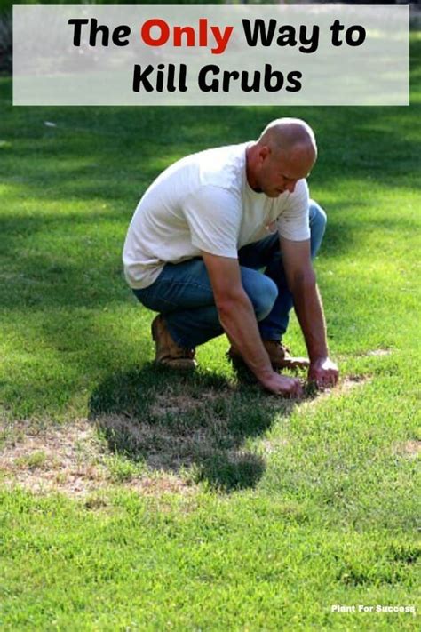 Grubs In Your Lawn Can Do Tons Of Damage It Is Important To Learn How