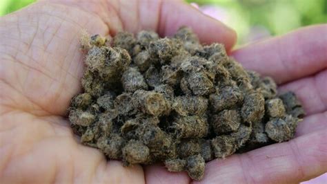 Schafwolle ist ein reiner naturstoff und vollständig biologisch abbaubar. Schafwolle im Garten verwenden | MDR.DE