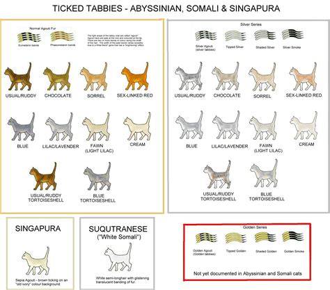 STRIPED, SPOTTED AND TICKED CATS | Cat colors, Abyssinian cats, Cat