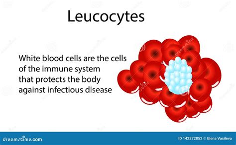 Circulation Of Erythrocytes Leukocytes And Platelets In Plasma Stock