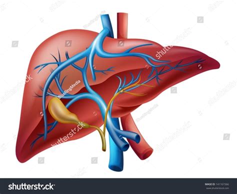 Illustration Of The Human Internal Liver 141161566 Shutterstock