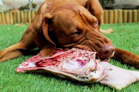 The concept of feeding raw has been around for over 100 years and it's known as the barf diet (also referred to as the 'biologically appropriate raw food' and 'bones and raw food' diet) Best Raw Dog Food: Benefits Of Eating Raw Food