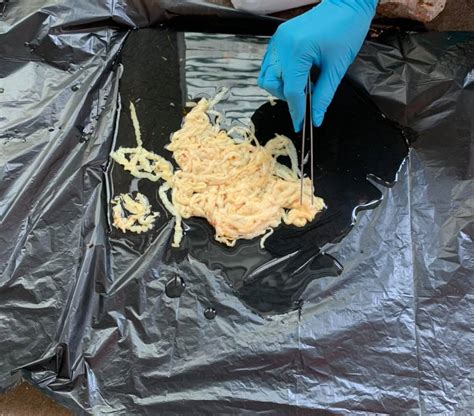 18 Meter Long Tapeworm Removed From Man Who Possibly Ate Infested Raw Beef Science