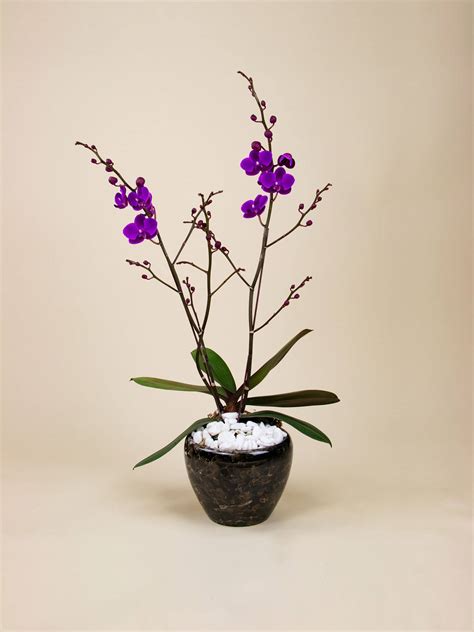 Tự Tình Lan Hồ Điệp Mãn Thiên Hồng Bab Orchids