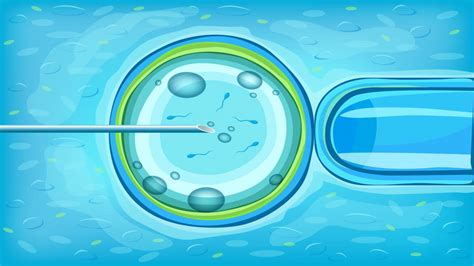in vitro fertilization ivf procedure success rate onp hospitals