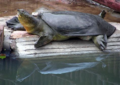 Scientists Make Novel Attempt To Save Giant Turtle Species The New