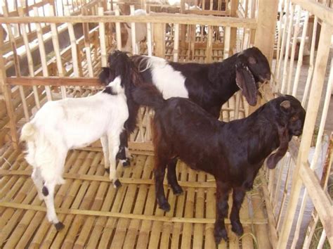 Kandang kambing modern model panggung adalah pilihan tepat untuk penggemukan kambing. 14 Gambar Desain Kandang Kambing Bambu Panggung - Madani ...