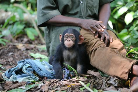 Announcing First Ever World Chimpanzee Day July 14th