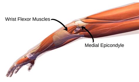 Proven Ulnar Nerve Exercises Cubital Tunnel Syndrome Facts