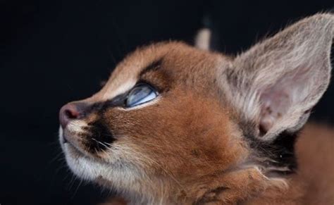Adorable Pictures Of Baby Caracals That Will Melt Your Heart 10 Cat