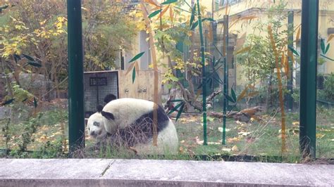 Vienna Zoo Pandas 3 Youtube