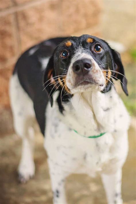 Large black dog with white chest next to the owner. Doxle Dog Breed » Everything About Beagle Dachshund Mixes
