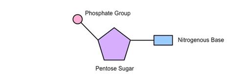 A polymer of nitrogenous bases. Which bond is present between sugar and phosphate? - Quora