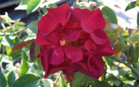 The foliage is dark olive green with purple new growth. Cinco De Mayo Rose - 3 Gallon - Shrub, Rose - Rose Bushes ...