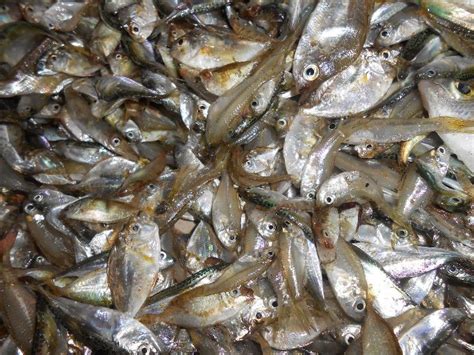 Makanan Ikan Gabus yang Bagus dan Bernutrisi Tinggi