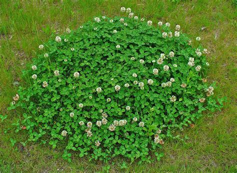 Another simple solution to kill clover is to deeply water your lawn. Which Weeds Do Roundup® for Lawns Products Control?