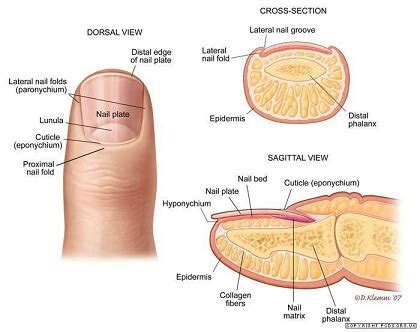 Does toenail fungus cause nails to fall off? Toenail Falling Off: Causes, Symptoms, Diagnosis & Treatment