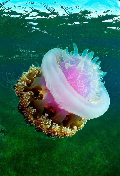 Giant Jellyfish Philippines Giant Jellyfish Jellyfish Pictures Water
