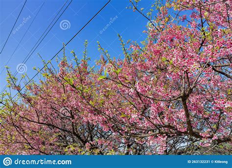 Sunny View Of Cherry Blossom In Yangmingshan National Park Stock Image