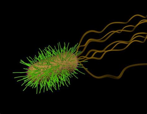 Pseudomonas aeruginosa is a type of germ that can cause infections in humans, mostly in hospital patients. Bacteria - Pili