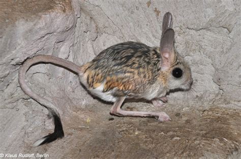 Jerboa Amazing Adaptations