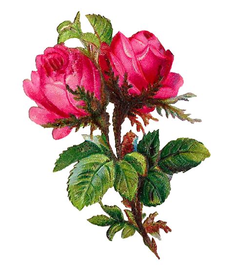 Antique Images Printable Botanical Art Digital Pink Rose Flower Clip