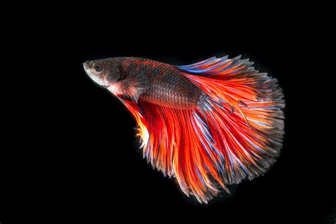 Focused Photography Of Red And Grey Betta Fish Hd Wallpaper Wallpaper