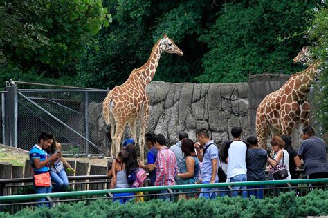 ¿cuánto Dura El Recorrido Del Zoologico De Chapultepec Hacienda
