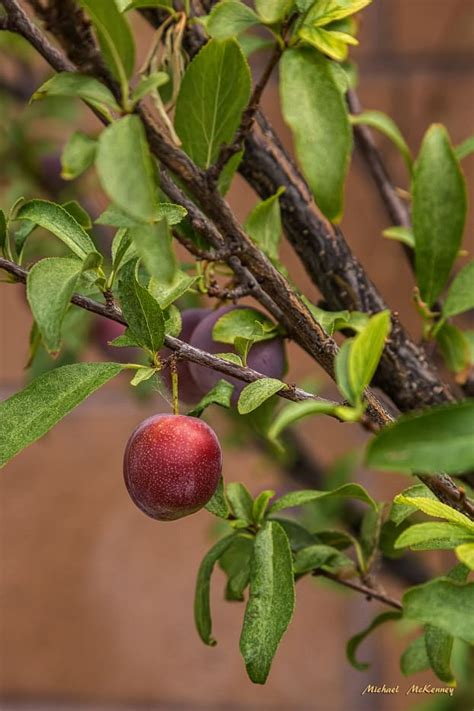 How To Grow And Care For An American Wild Plum Tree Prunus Americana