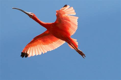 Scarlet Ibis In Flight Flickr Photo Sharing Pool Photography