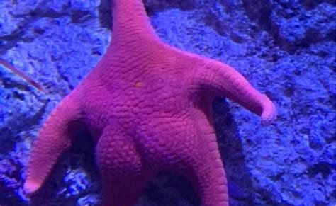 Photo Of Big Butt Starfish Goes Viral Kark
