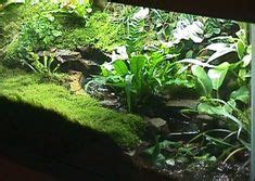 85 Tiger Salamander Paludarium Ideas In 2023 Tiger Salamander