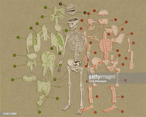 Medical Body Parts Photos And Premium High Res Pictures Getty Images