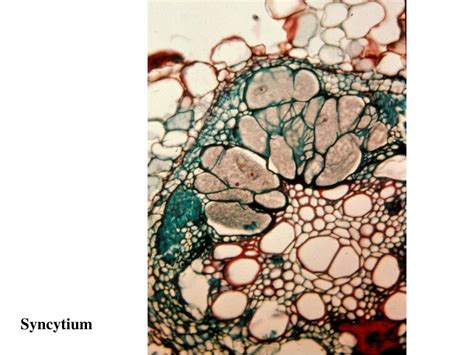 Cytokinesis in plant cell division occurs initially by the formation of a(n). PPT - Nematodes PowerPoint Presentation, free download ...