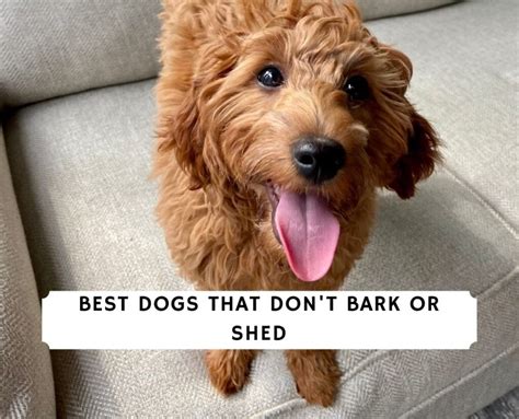 6 Best Dogs That Dont Bark Or Shed 2023 We Love Doodles