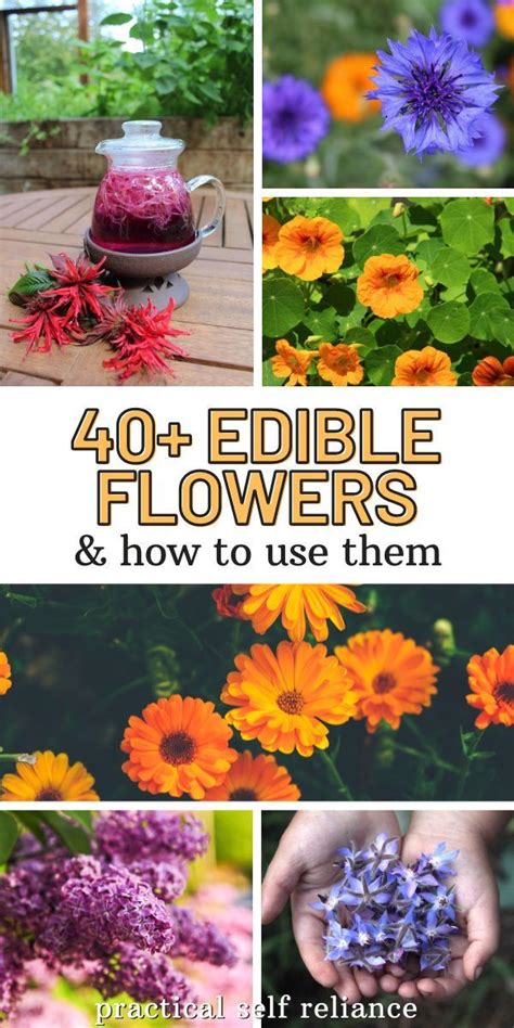 40 Edible Flowers And How To Use Them Edible Flower Garden Edible