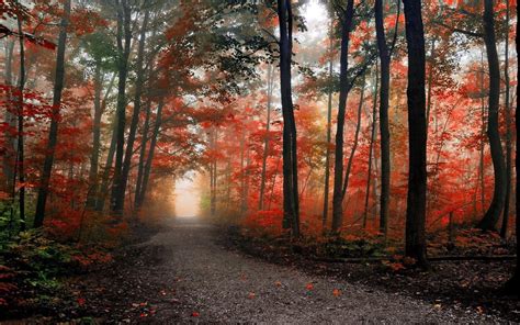 Forest Trees Nature Landscape Tree Autumn Wallpapers