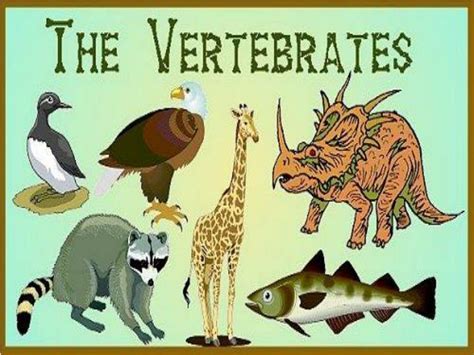 PPT - VERTEBRATES PowerPoint Presentation, free download - ID:6893975